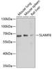 Immunology Antibodies 1 Anti-SLAMF6 Antibody CAB10338