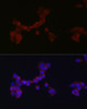 Developmental Biology Anti-DAB1 Antibody CAB10349