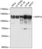 Cell Biology Antibodies 1 Anti-NOP14 Antibody CAB10361