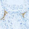 Cell Cycle Antibodies 1 Anti-KLHL42 Antibody CAB10373