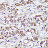 Metabolism Antibodies 1 Anti-MTHFD2 Antibody CAB10386