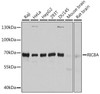 Cell Biology Antibodies 1 Anti-RIC8A Antibody CAB10393