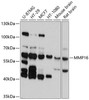 Cell Biology Antibodies 1 Anti-MMP16 Antibody CAB10409