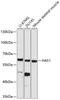 Cell Biology Antibodies 1 Anti-HAS1 Antibody CAB10453