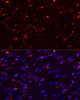 Cell Biology Antibodies 2 Anti-MEGF10 Antibody CAB10508