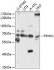 Cell Biology Antibodies 2 Anti-P4HA1 Antibody CAB10538