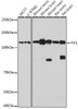 KO Validated Antibodies 1 Anti-HK1 Antibody CAB1054KO Validated