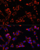 Cell Biology Antibodies 2 Anti-LGR5 Antibody CAB10545