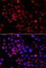 Epigenetics and Nuclear Signaling Antibodies 1 Anti-Slug Antibody CAB1057