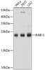Cell Biology Antibodies 2 Anti-RAB13 Antibody CAB10571
