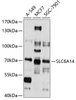 Signal Transduction Antibodies 1 Anti-SLC6A14 Antibody CAB10582