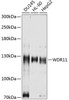 Cell Biology Antibodies 2 Anti-WDR11 Antibody CAB10590