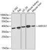 Cell Biology Antibodies 2 Anti-AKR1A1 Antibody CAB1068