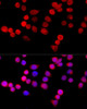 Cell Biology Antibodies 2 Anti-CYBA Antibody CAB10694