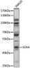 Epigenetics and Nuclear Signaling Antibodies 1 Anti-SOX4 Antibody CAB10717