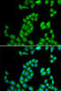 Cell Biology Antibodies 2 Anti-RNASE13 Antibody CAB1073
