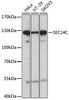 Cell Biology Antibodies 2 Anti-SEC24C Antibody CAB10797