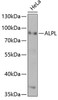 Signal Transduction Antibodies 1 Anti-ALPL Antibody CAB1080