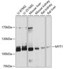 Developmental Biology Anti-MYT1 Antibody CAB10824