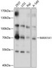 Cell Biology Antibodies 2 Anti-MAN1A1 Antibody CAB10830