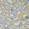 Metabolism Antibodies 1 Anti-Hsp90 beta Antibody CAB1087