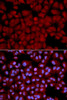Cell Biology Antibodies 2 Anti-PPP1CB Antibody CAB1088