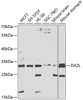 Developmental Biology Anti-DAZL Antibody CAB1114