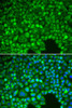 Immunology Antibodies 1 Anti-IkBAlpha Antibody CAB11165