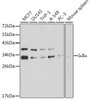 Immunology Antibodies 1 Anti-IkBAlpha Antibody CAB11165
