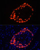 Cell Biology Antibodies 2 Anti-GCG Antibody CAB1119