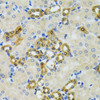 Cell Biology Antibodies 2 Anti-PHPT1 Antibody CAB1127