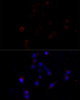 Cell Death Antibodies 1 Anti-Caspase-3 Antibody CAB11319