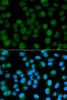 Cell Biology Antibodies 2 Anti-EMD Antibody CAB1132