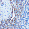 Cell Death Antibodies 1 Anti-DDIT3 / CHOP Antibody CAB11346