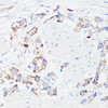 Immunology Antibodies 1 Anti-EGFR Antibody CAB11352