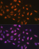 Cell Cycle Antibodies 1 Anti-MCM7 Antibody CAB1138