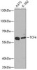 Developmental Biology Anti-TCF4 Antibody CAB1141