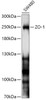 Cell Biology Antibodies 2 Anti-ZO-1 Antibody CAB11417