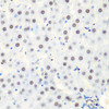 Cell Death Antibodies 1 Anti-Caspase-9 Antibody CAB11451