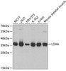 Cell Biology Antibodies 2 Anti-LDHA Antibody CAB1146