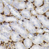 Cell Biology Antibodies 2 Anti-MMP9 Antibody CAB11521