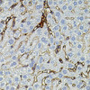 Cell Biology Antibodies 2 Anti-MMP9 Antibody CAB11521