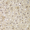 Cell Cycle Antibodies 1 Anti-MAD1L1 Antibody CAB1153