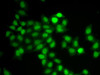 Cell Cycle Antibodies 1 Anti-MAD1L1 Antibody CAB1153