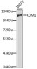 KO Validated Antibodies 1 Anti-KDM1 Antibody CAB1156KO Validated