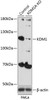 KO Validated Antibodies 1 Anti-KDM1 Antibody CAB1156KO Validated