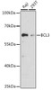 Epigenetics and Nuclear Signaling Antibodies 1 Anti-BCL3 Antibody CAB11582