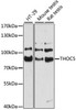 Developmental Biology Anti-THOC5 Antibody CAB11635