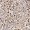 Cell Death Antibodies 1 Anti-GAS2 Antibody CAB1168
