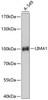 Metabolism Antibodies 1 Anti-LIMA1 Antibody CAB11682
